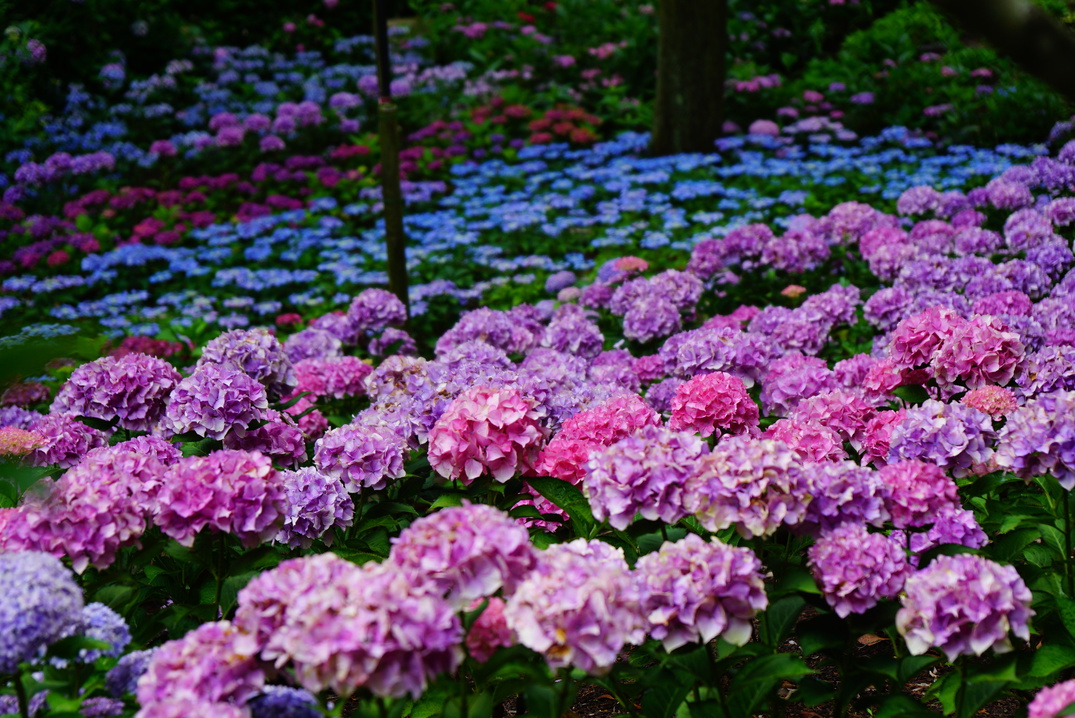【楽天月末セール】ポイント10倍☆夏の旅をお得に！色鮮やかな紫陽花が彩る京都へ -食事なし-