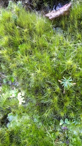 屋久島の苔は小さな森。