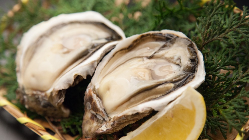 【天草オイスター】牡蠣は身がぷりぷりで磯の香りが広がり、何個でも食べたくなる美味しさ♪