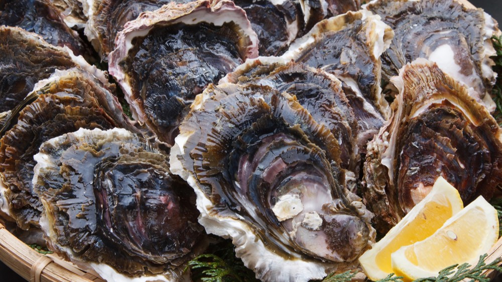 【天草オイスター】新鮮な牡蠣をたっぷりご堪能ください！