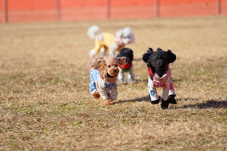 【ペット同伴】愛犬と過ごす『グランピング』【1泊2食BBQ付】テント泊〜自家源泉の掛け流し温泉無料〜