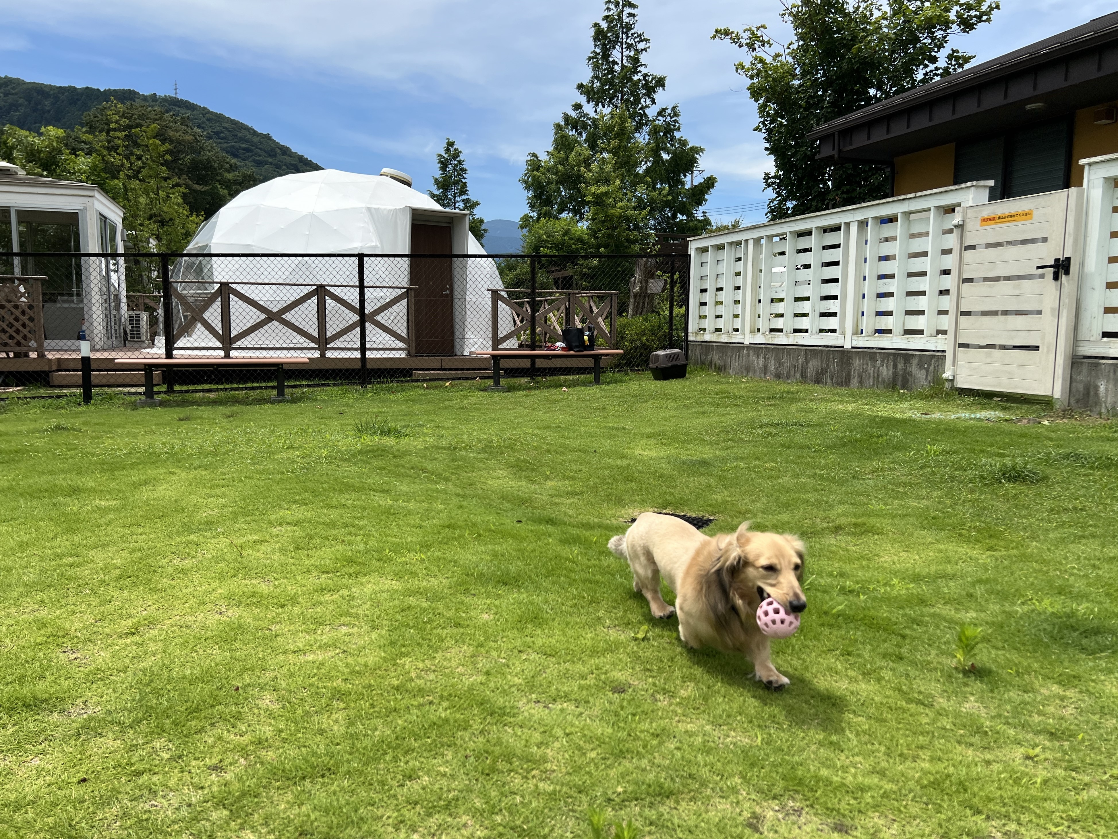 天然芝ドッグラン