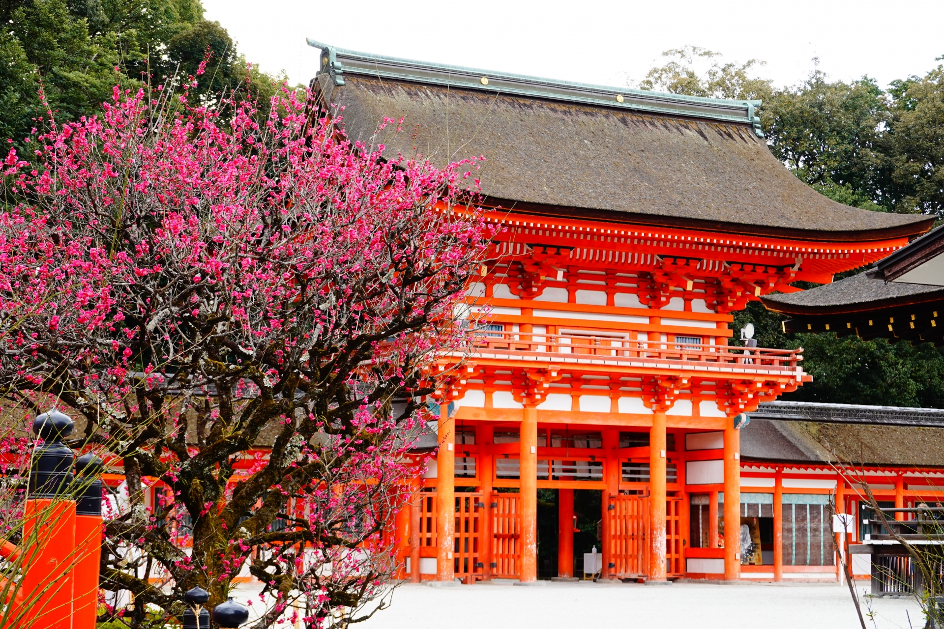 春の下鴨神社