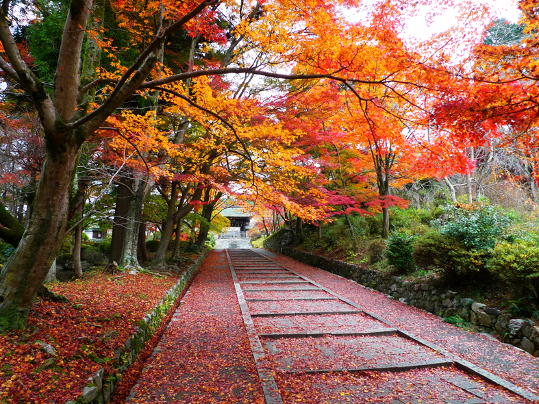 紅葉