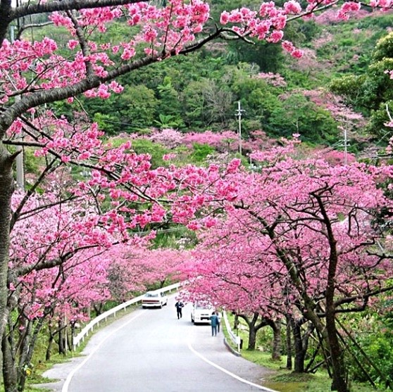 桜まつり