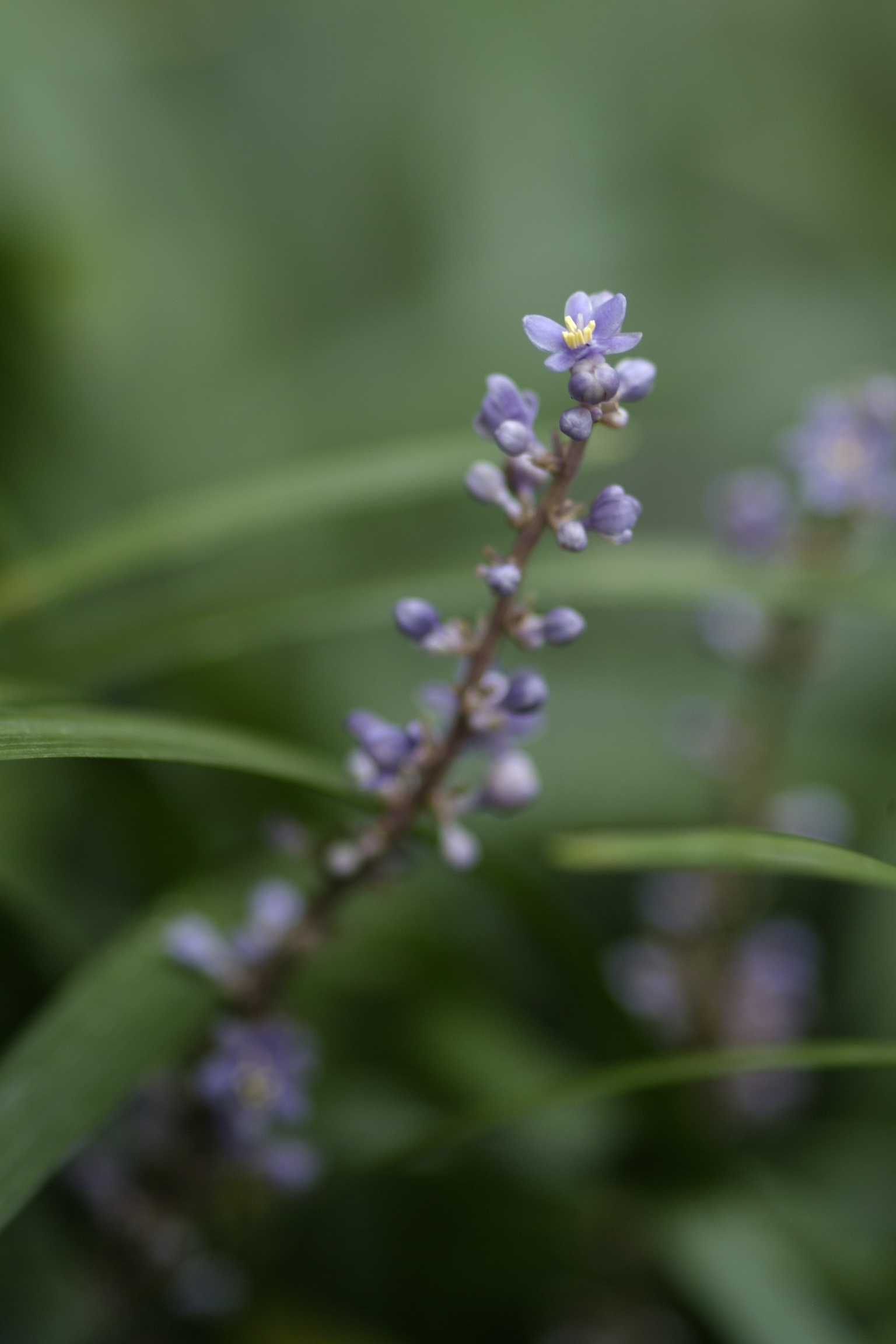 季節の花