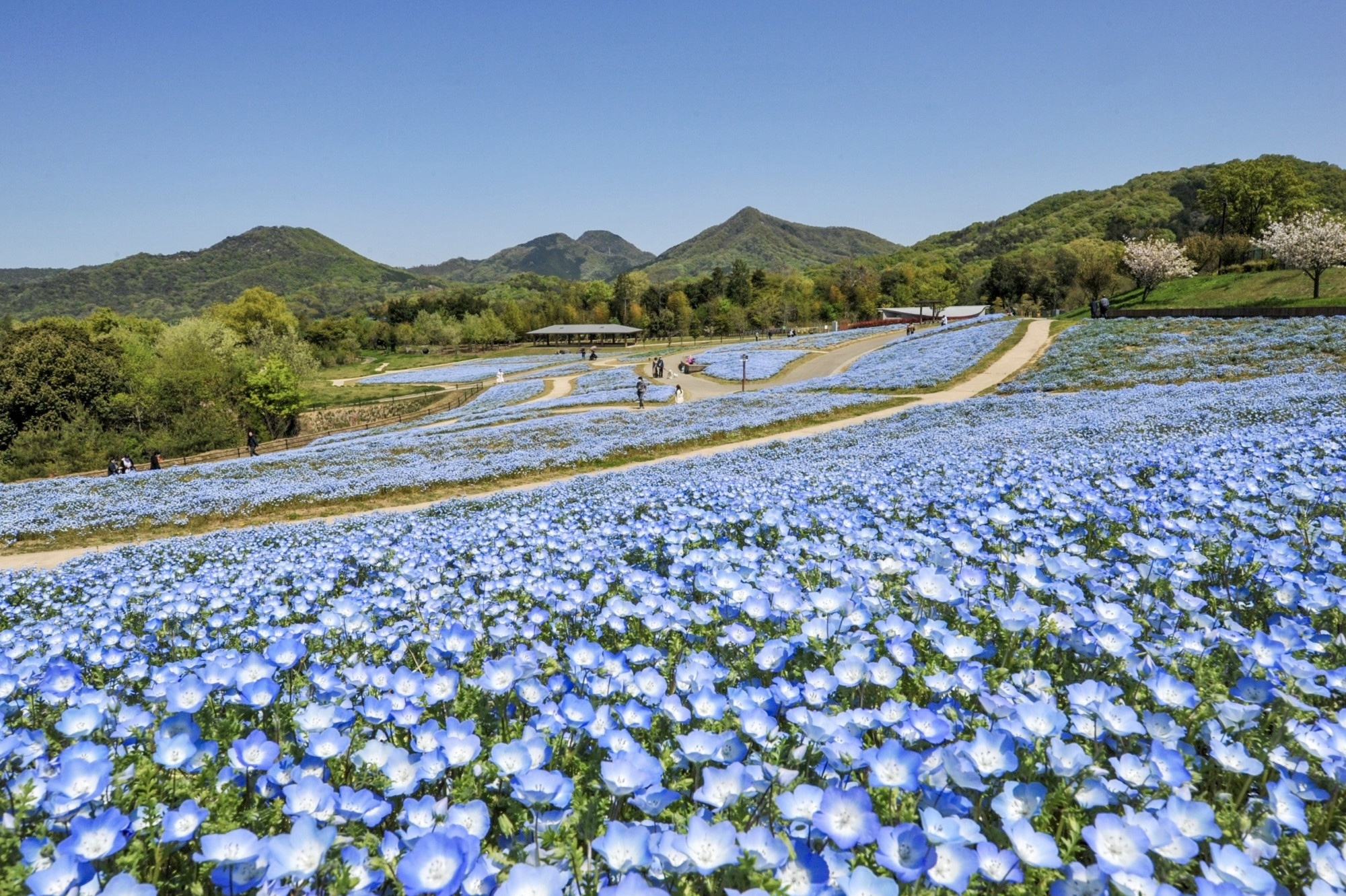 「国営讃岐まんのう公園」