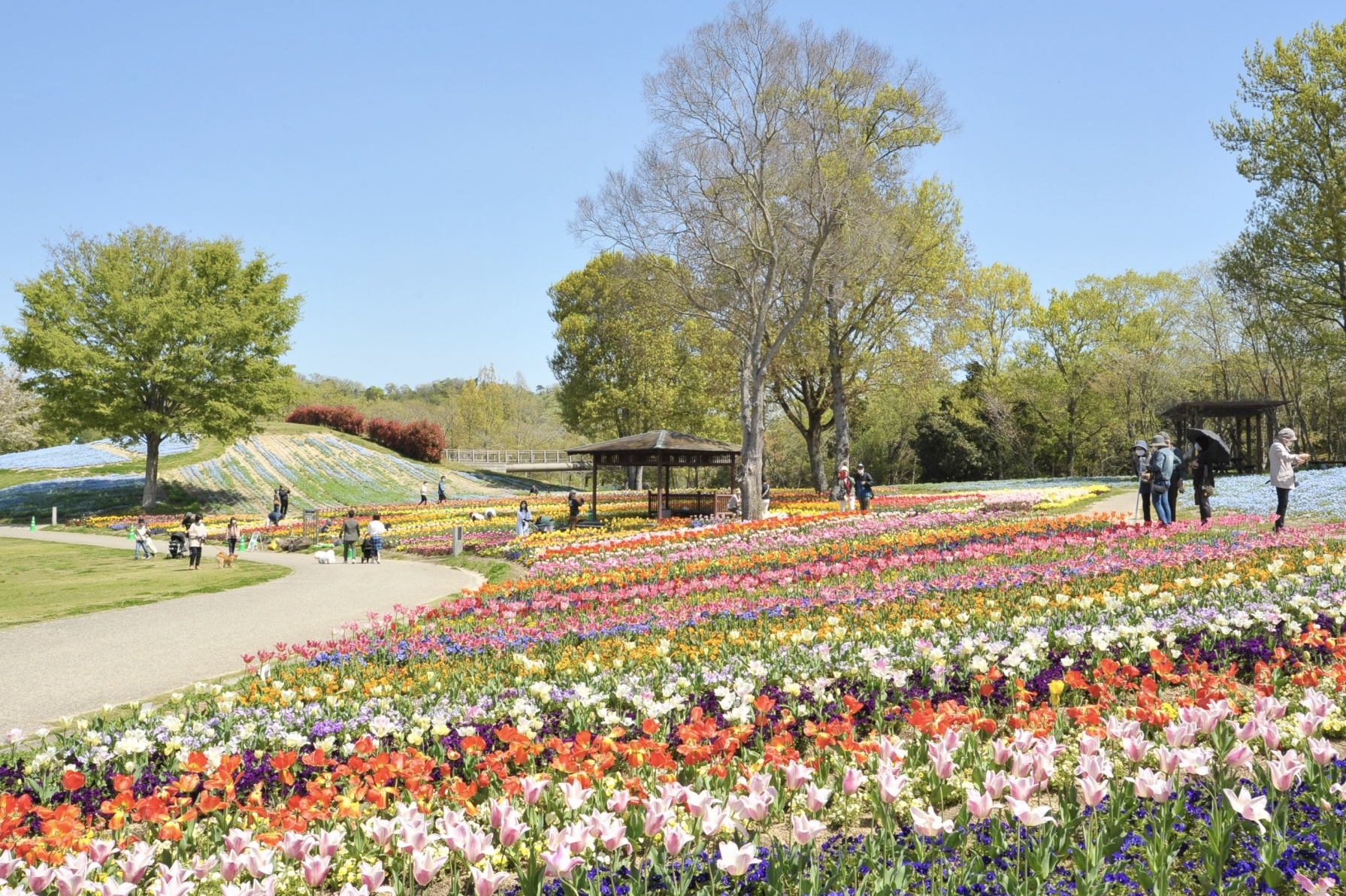 「国営讃岐まんのう公園」