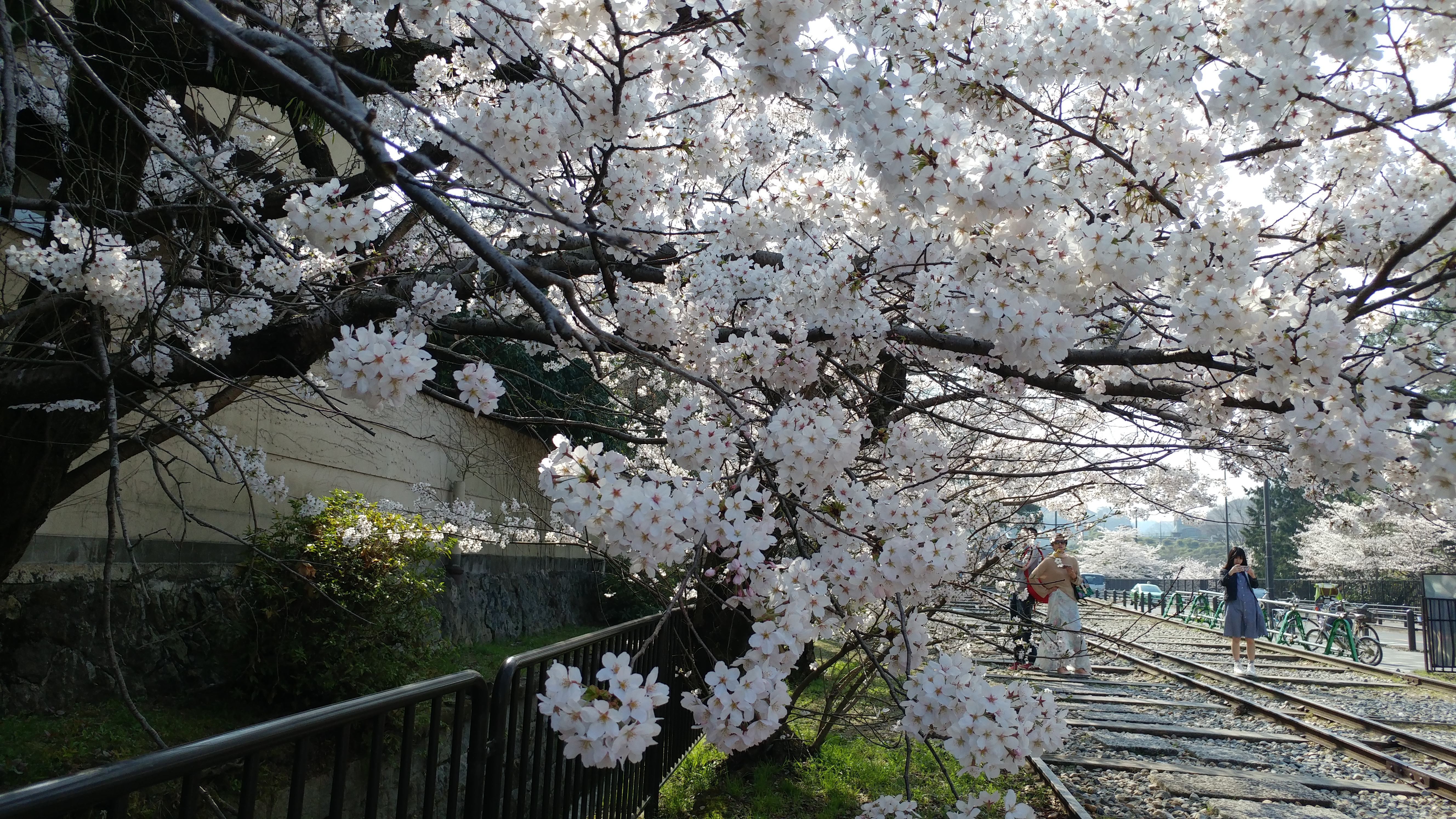 蹴上春の桜花