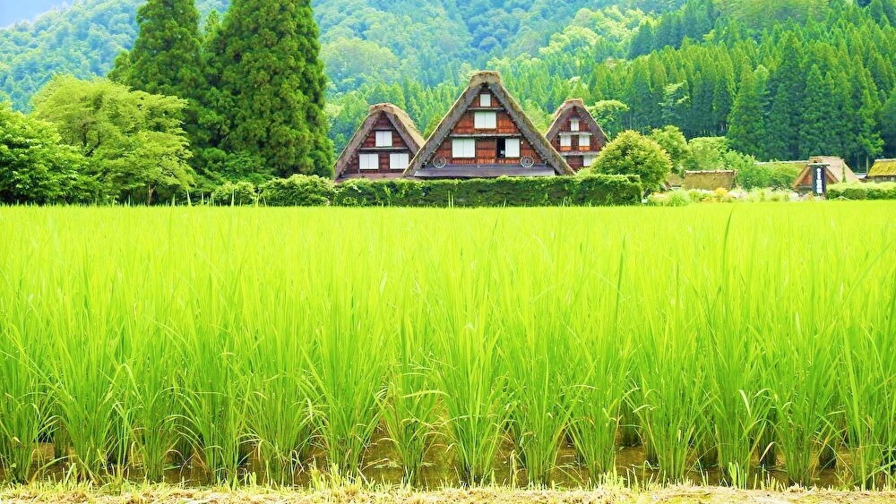 ぐんぐん伸びる稲と合掌集落