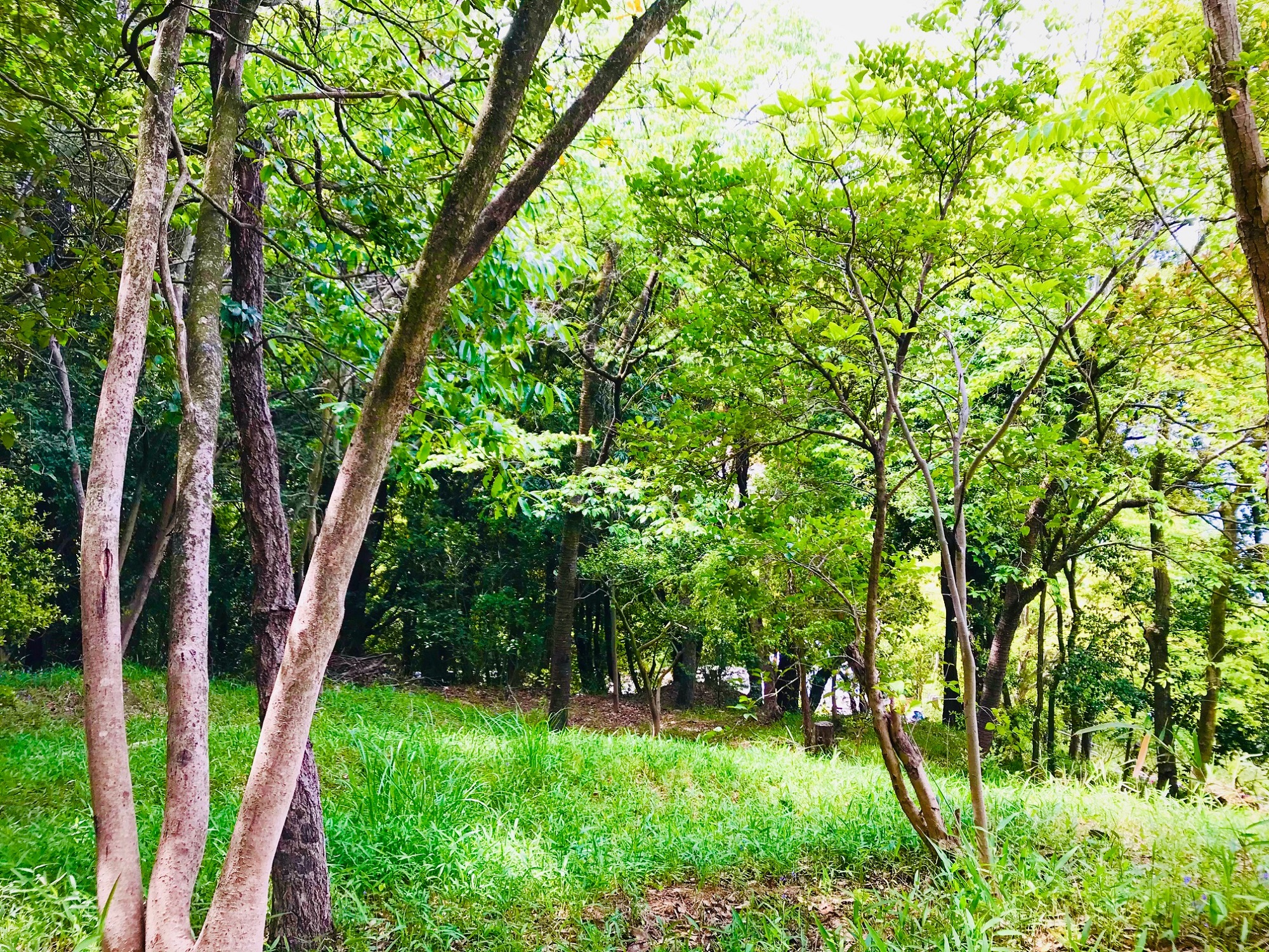 裏山の小路