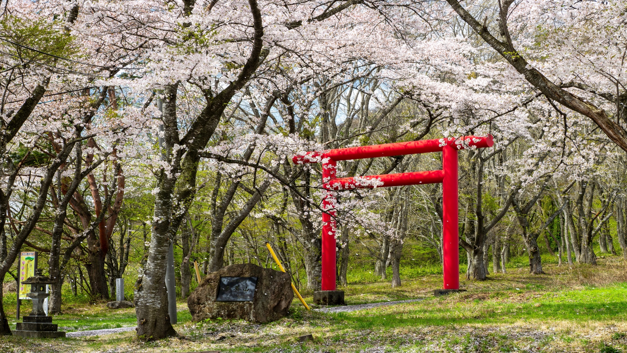 *薬莱山の春/桜と鳥居が織りなす、色のコントラストが抜群です