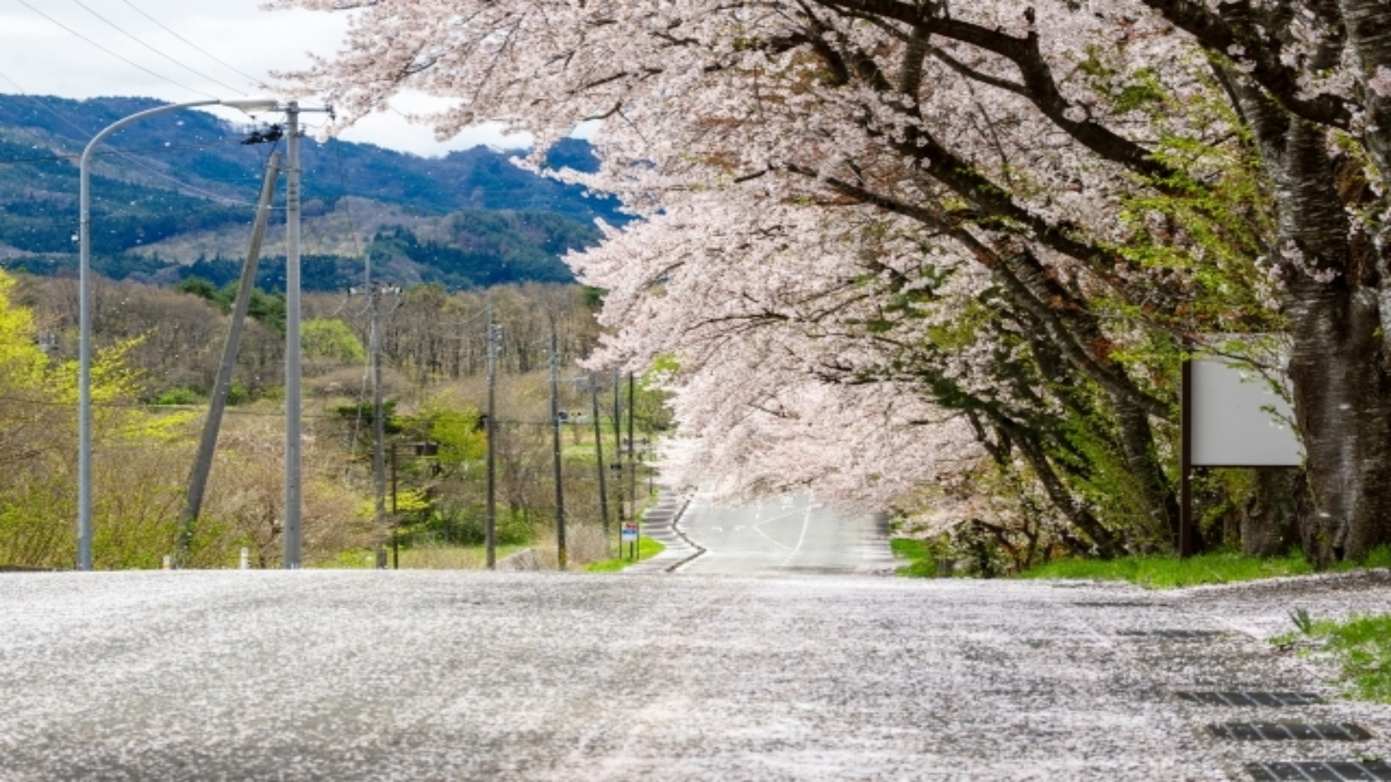 *薬莱山/春を彩る桜並木