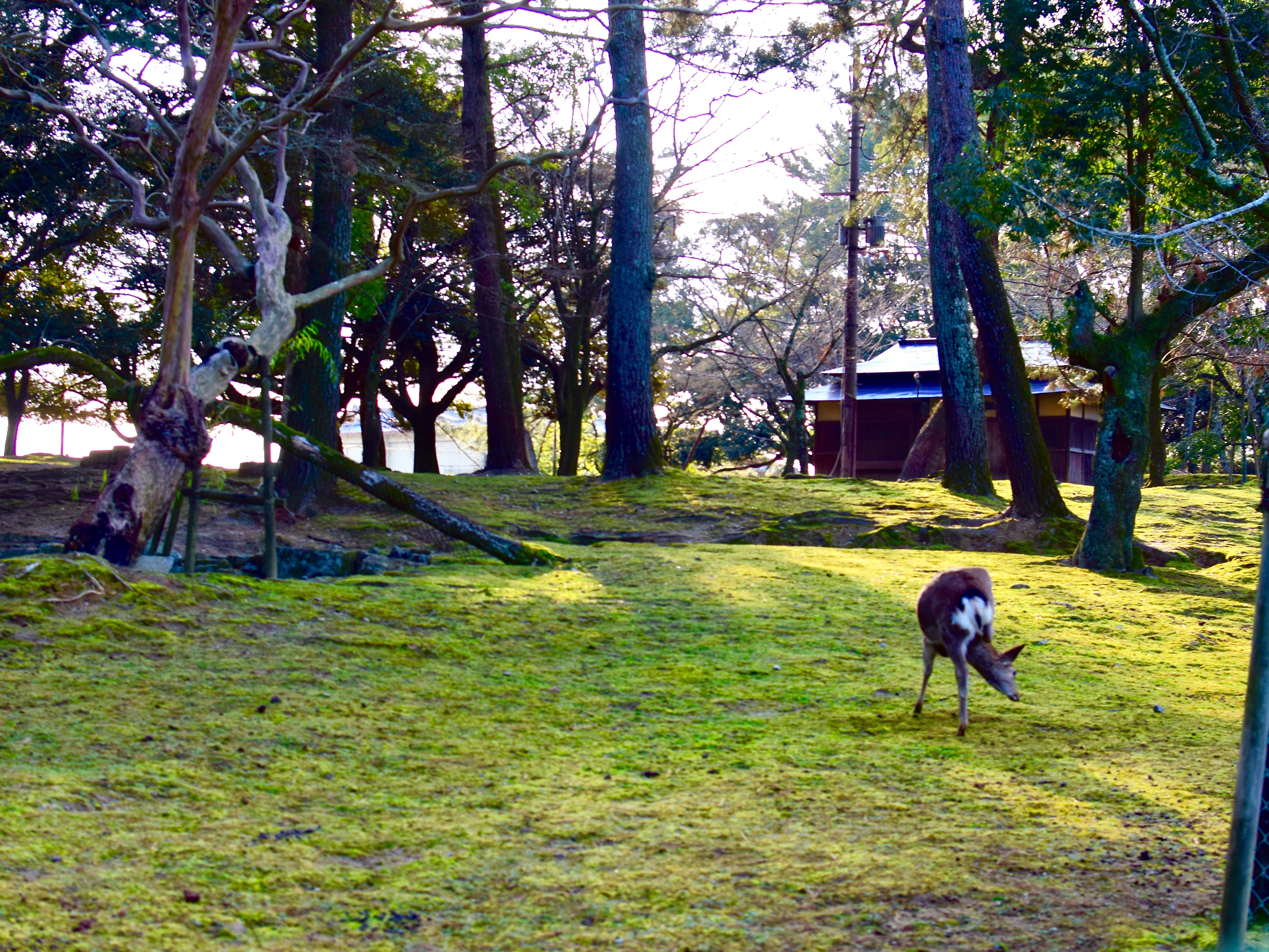 奈良公園の鹿