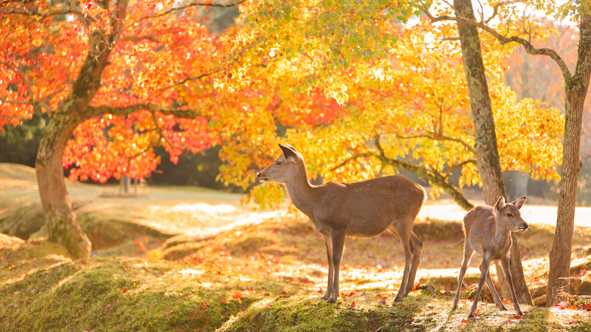 周辺観光【奈良公園】電車＋徒歩で約36分（近鉄布施駅から6駅）