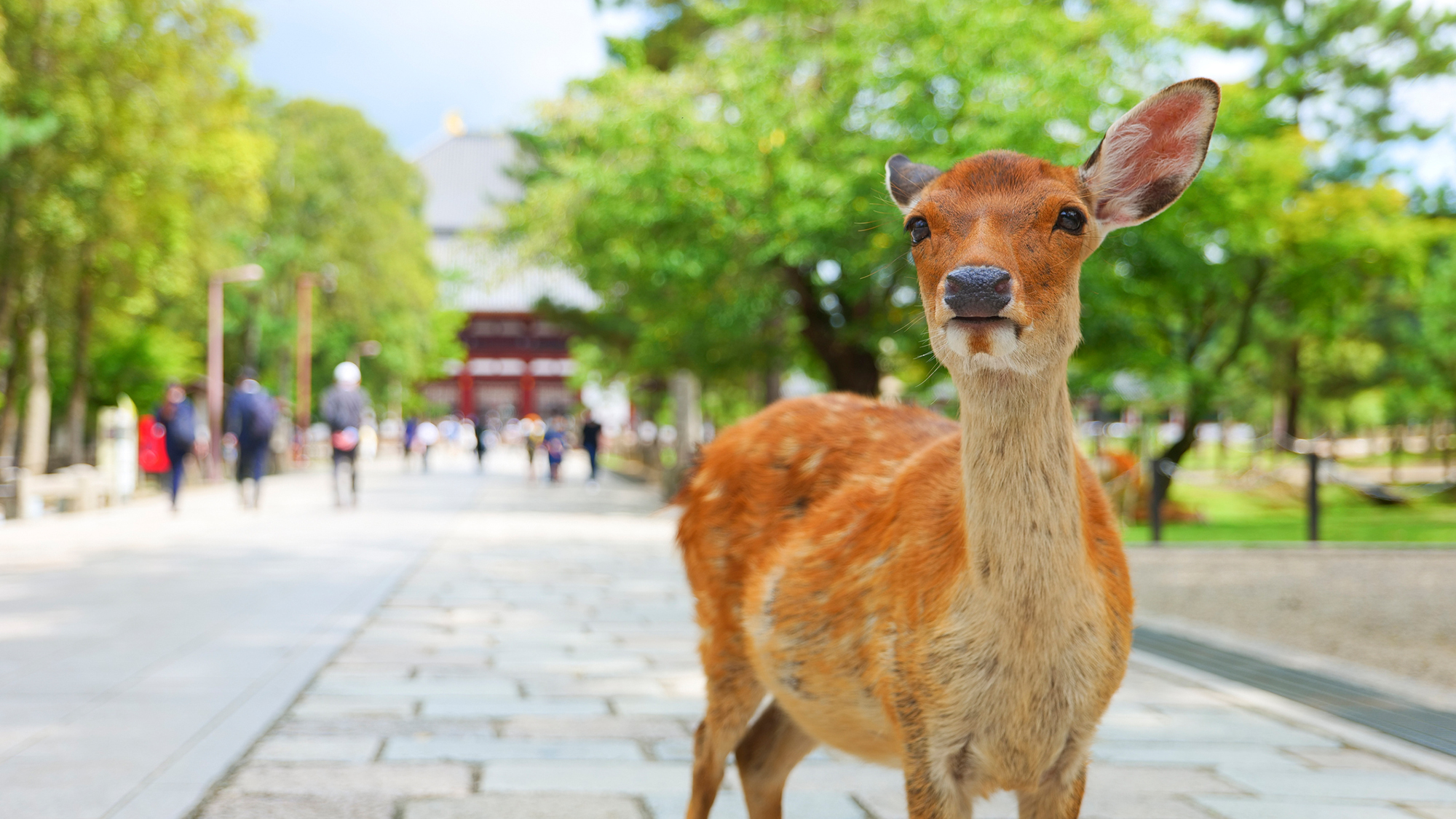 周辺観光【奈良公園】電車＋徒歩で約36分（近鉄布施駅から6駅）