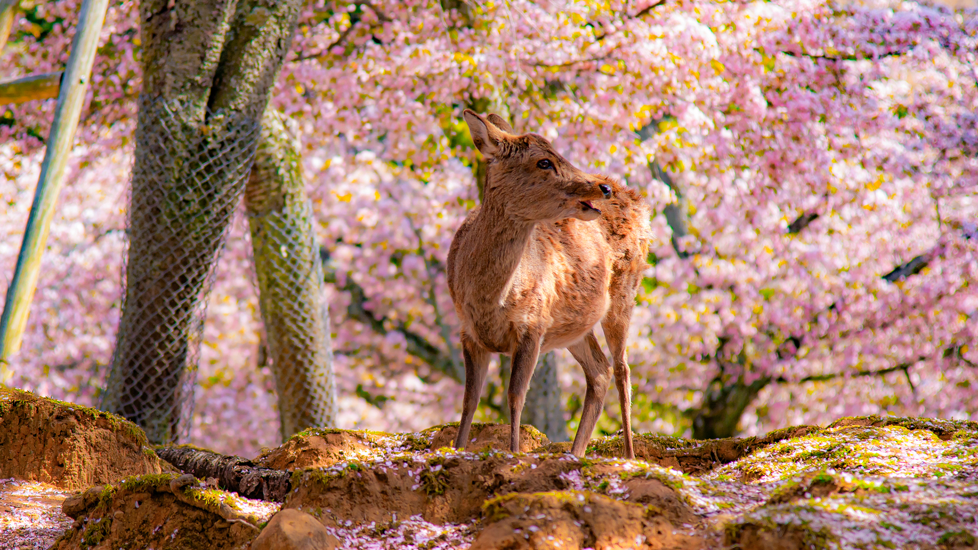 周辺観光【奈良公園】電車＋徒歩で約36分（近鉄布施駅から6駅）