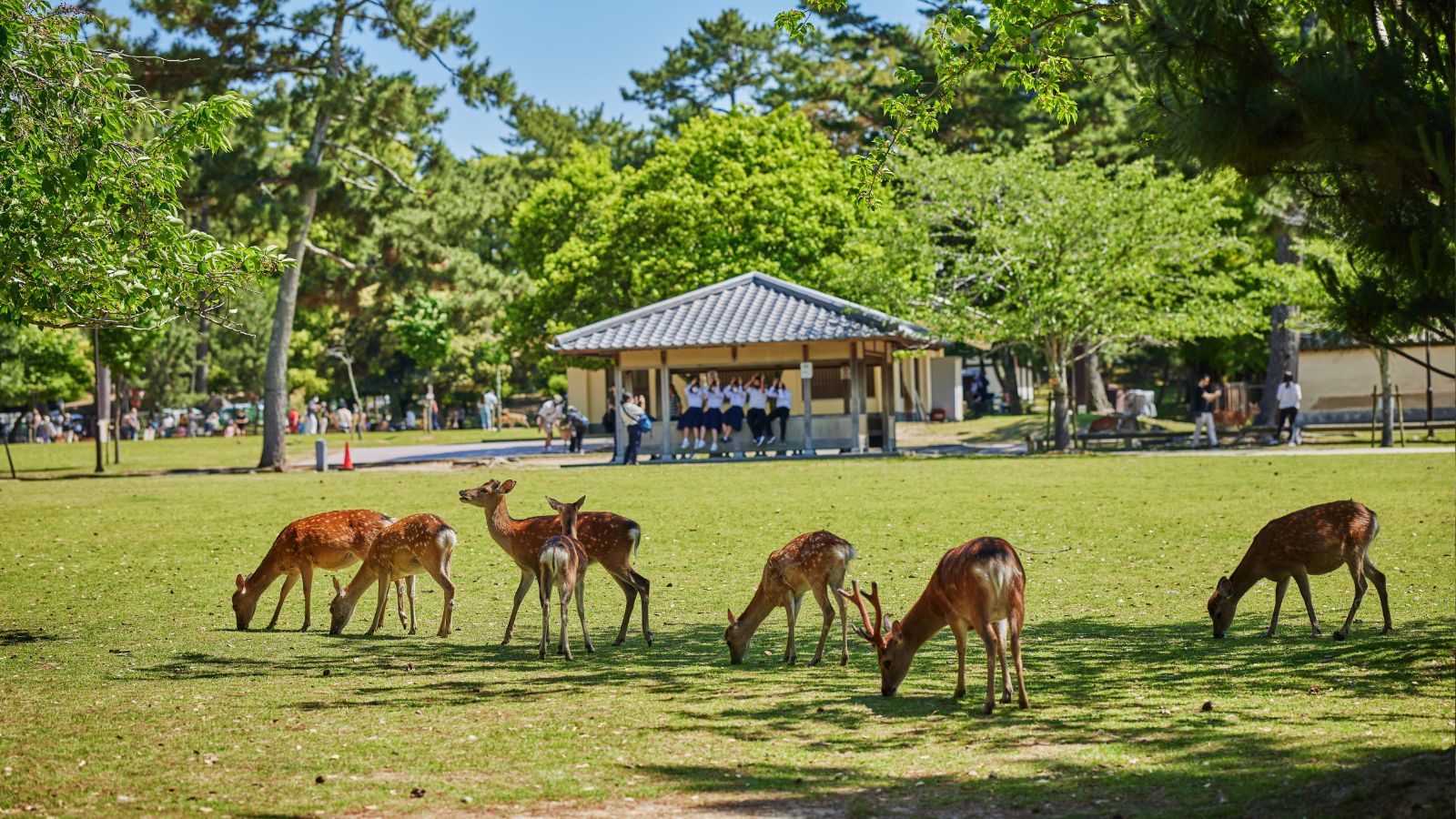 奈良公園には約1200頭の野生の鹿が生息しています。