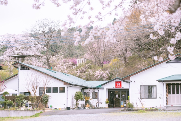 手付かずの自然が残る秩父小鹿野町。当施設は桜の名所のスタートラインに位置する自然環境豊かなお宿です。
