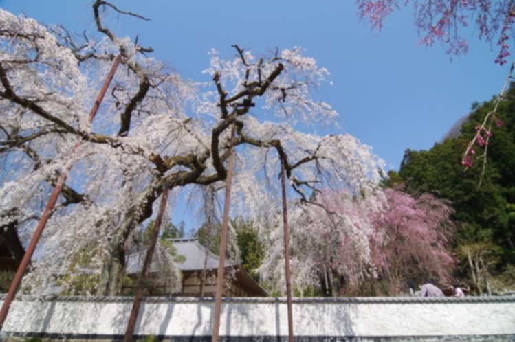 関東１のしだれ桜『清雲寺』