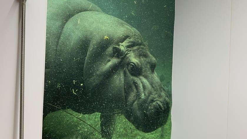 アニマルルーム