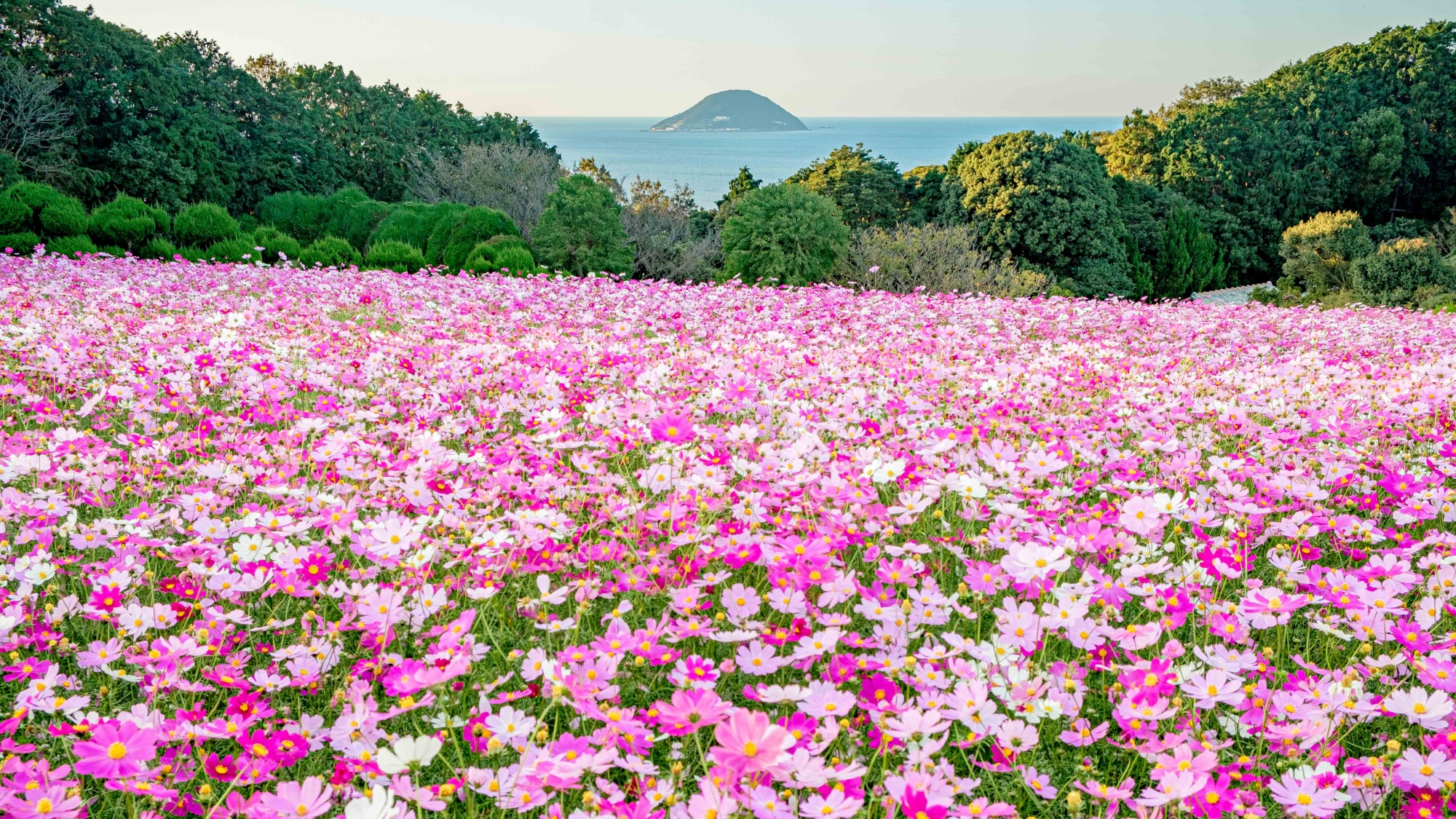 周辺観光/【能古島】福岡市内から船で約10分、四季の花が楽しめる自然豊かな癒しの島