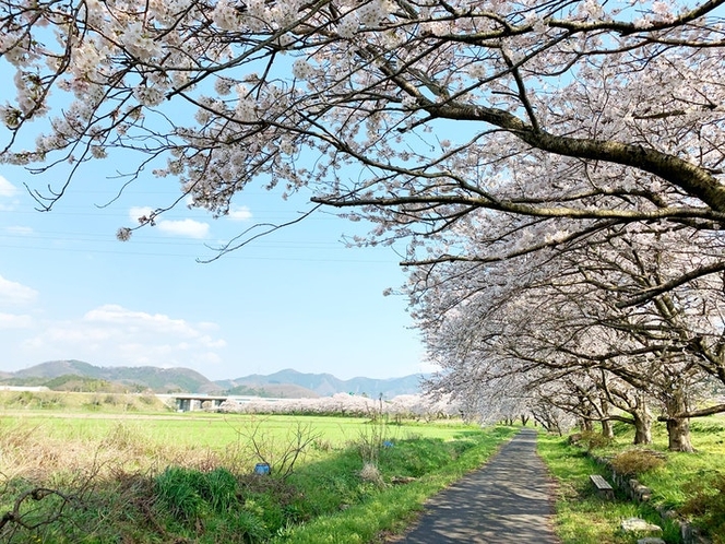 The cherry blossoms near Guest House Terrakura...