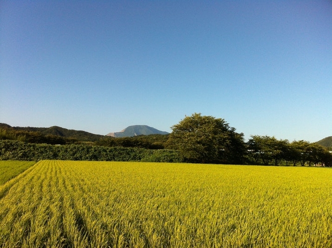 Ricefield with Mt. Ibuki 田んぼと伊吹山