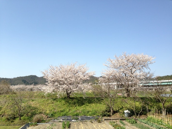Cherry blossoms beside Vegetable garden of...