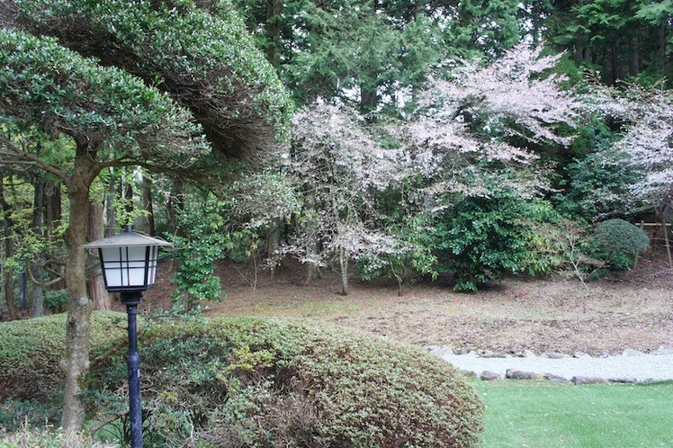 Sakura in the yard.