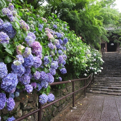 長谷寺 境内 【初夏】