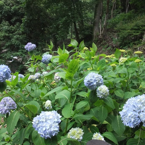 ６月は紫陽花