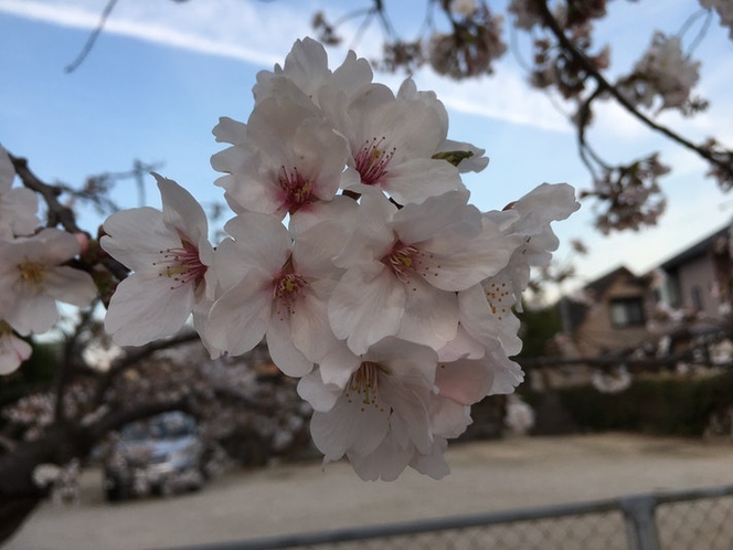 春、佐賀は街中にも桜が咲いています