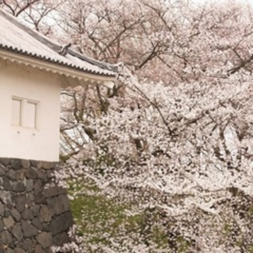 春：霞城公園の桜（4月）03