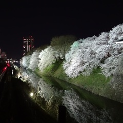 春：霞城公園の桜（4月）04