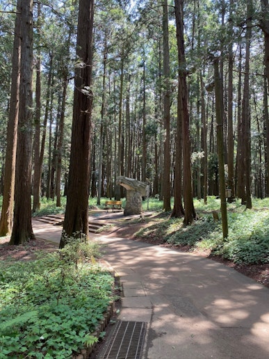 森林公園 森林浴散歩 アスレチックも楽しめる