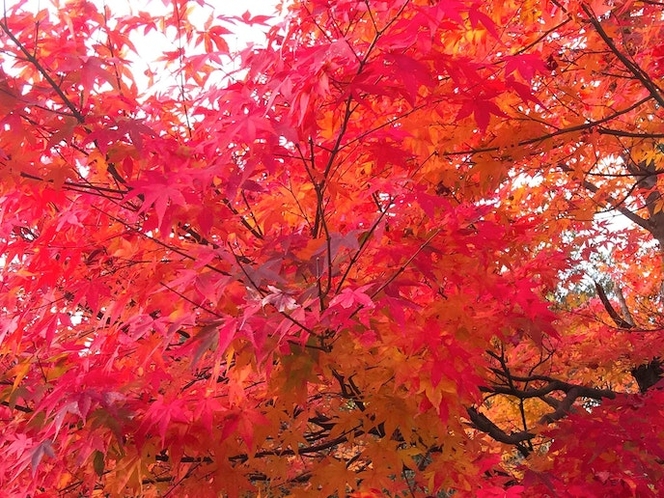 ・【周辺】紅葉の季節には美しく染まる京都の山々をお楽しみください