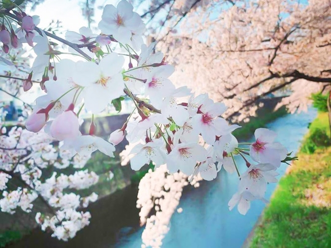 ・【周辺】春は桜を愛でながら川沿いを歩く味わい深いひととき