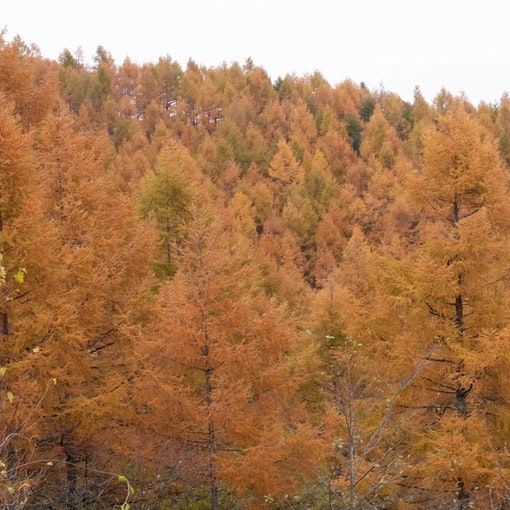 山も、紅葉に染まります