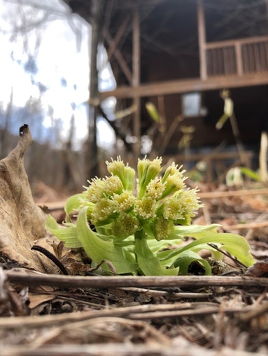 「結びの杜」山荘前に蕗の薹が顔を出し始めます