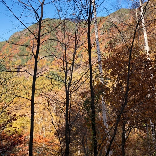 テラスからの山の紅葉も綺麗です