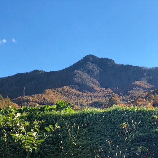 秋の空と、山の境目がクッキリ。