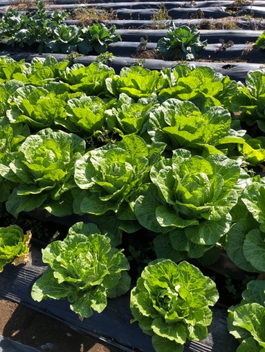 天然の湧水で育てる白菜は格別です