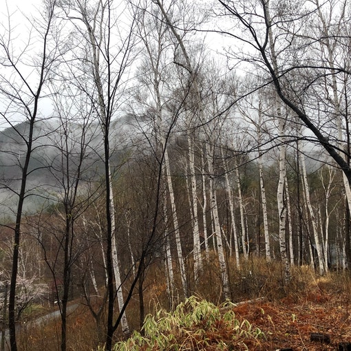 桜、山と雲、白樺林の景色は、心を豊かにしてくれます