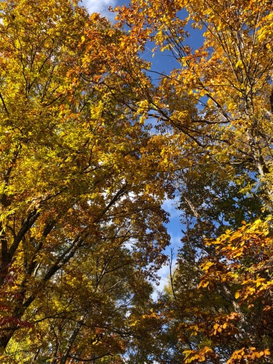 紅葉した、木々達のエネルギーが心地よくも迫力あります