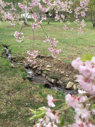 桜と春の小川