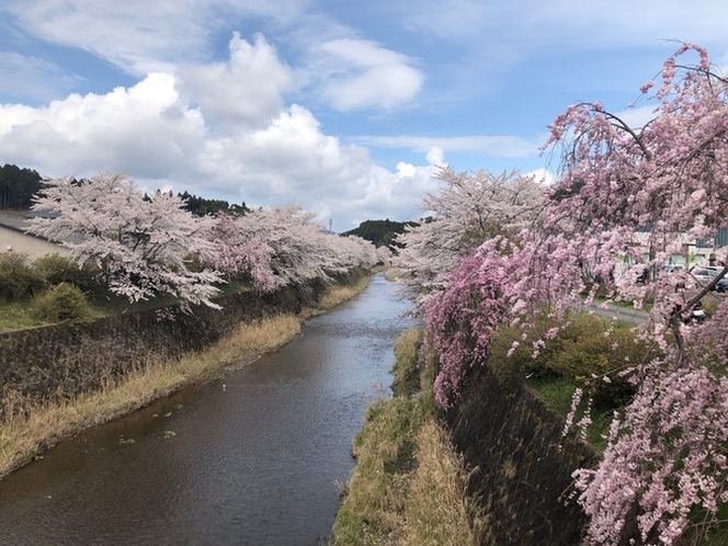 旅館横を流れる弓削川の千本桜