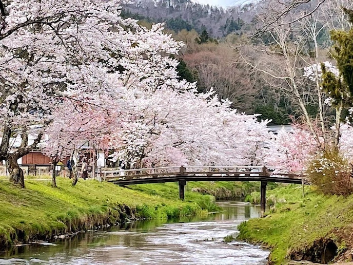 民宿富島の周辺の風景「桜を花見も楽しめる」