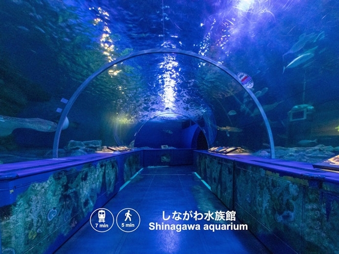 しながわ水族館は近場にあります。Shinagawa Aquarium is nearby.