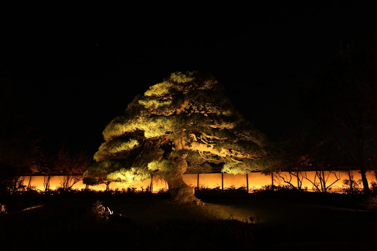 根津記念館の夜景(期間限定のライトアップ)